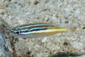 カメンタマガシラ