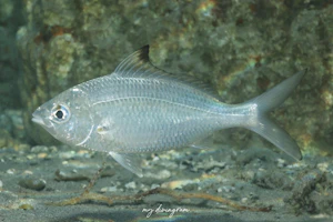 オガサワラクロサギ