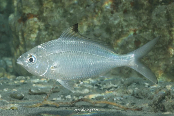 オガサワラクロサギ