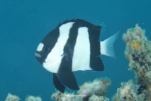 ミスジリュウキュウスズメダイ