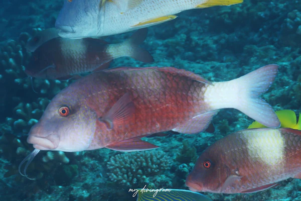 フタオビミナミヒメジ