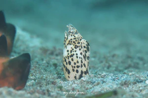 モンヒモウミヘビ