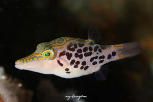 レオパードトビー