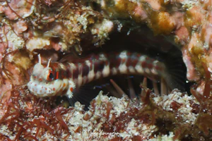 モンツキカエルウオ