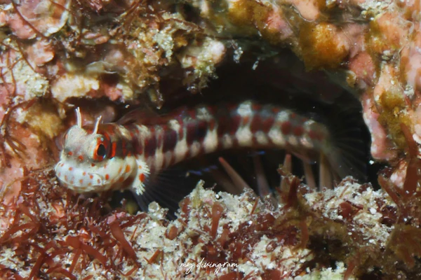 モンツキカエルウオ