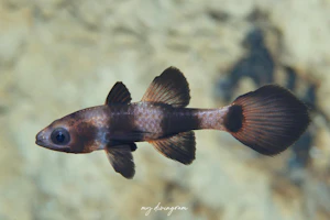 シマクダリボウズギスモドキ