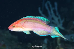 ヤリイトヒキベラ