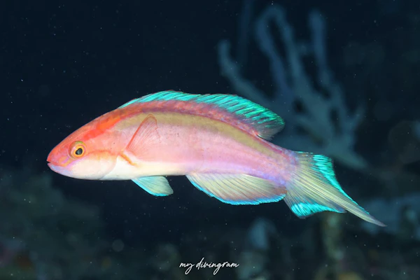 ヤリイトヒキベラ