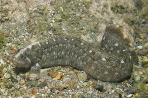 ダイナンギンポ