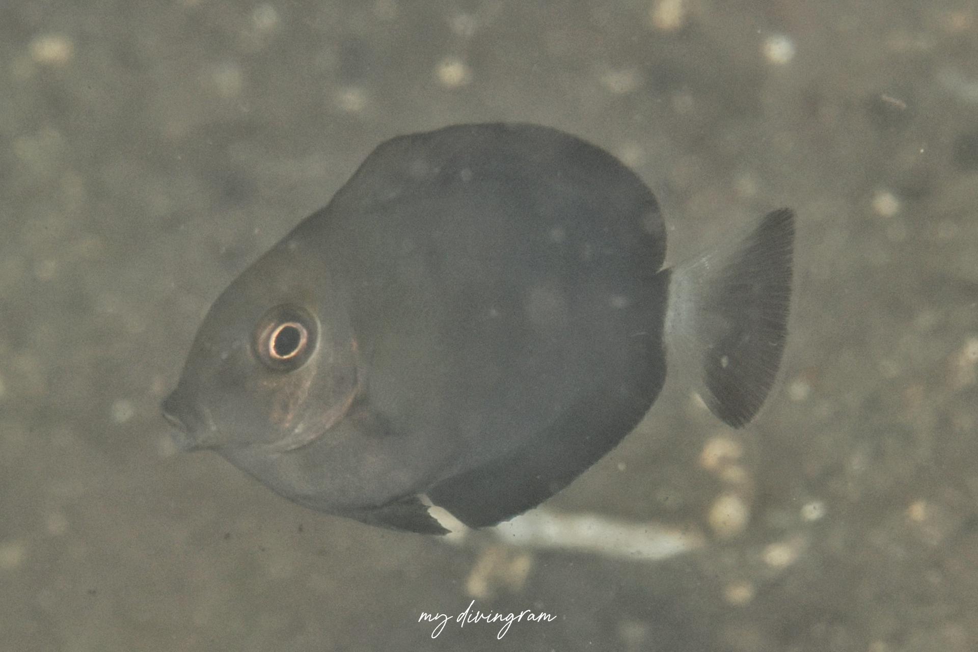 クロハギ