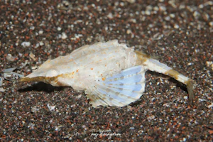 テングノオトシゴ