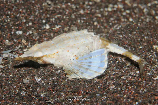 テングノオトシゴ