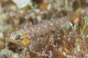 レッドスペックルドドワーフゴビー