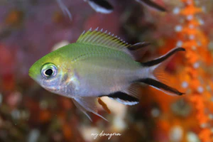 フィリピンクロミス近似種