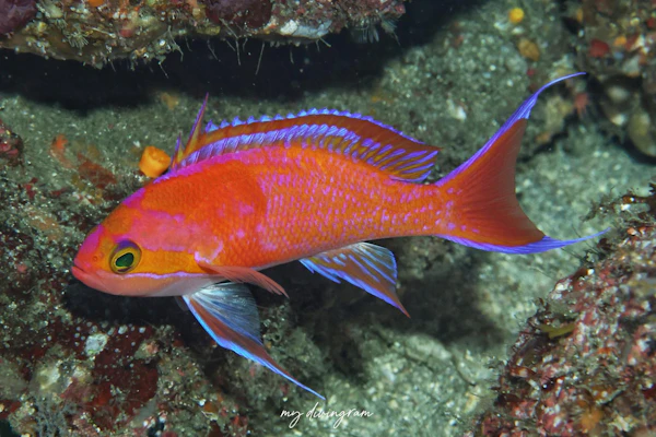 シロオビハナダイ×ナガハナダイ