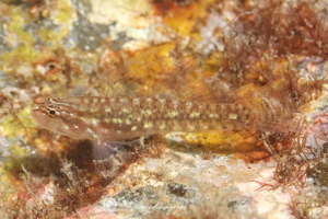 キンホシイソハゼ