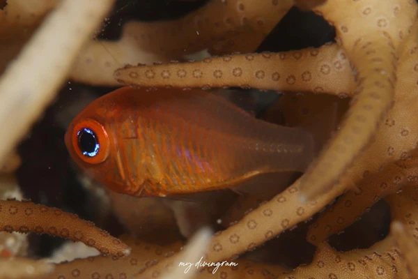 セノウヒカリイシモチ