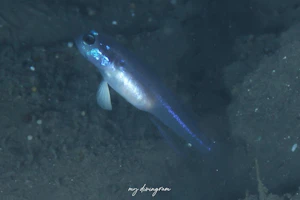 ミホノハゴロモハゼ