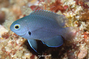 チャコールダムゼル