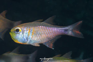 アトヒキテンジクダイ