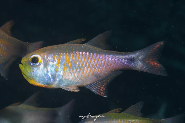 アトヒキテンジクダイ