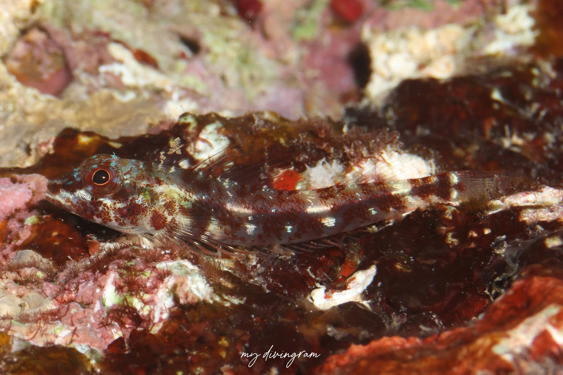 ベニモンヘビギンポ