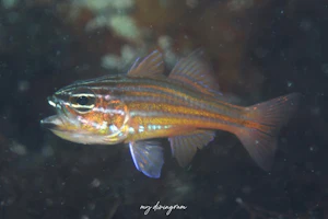 スジオテンジクダイ