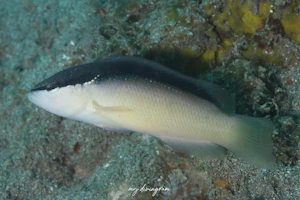 ブラックストライプドティバック