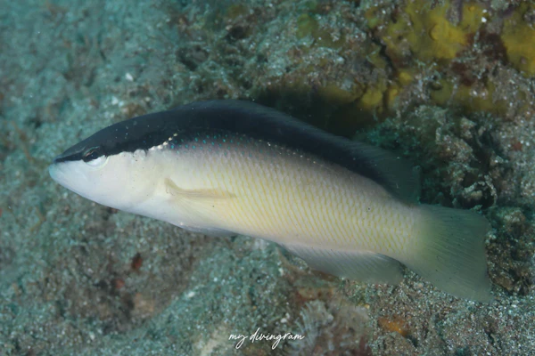 ブラックストライプドティバック