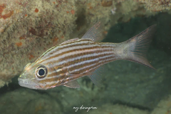 スダレヤライイシモチ