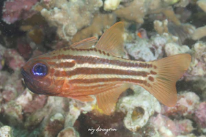 ヒラテンジクダイ