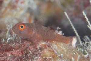 ベニハゼ属の1種-6