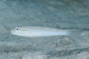 ヒメクロイトハゼ