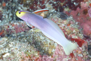 シコンハタタテハゼ