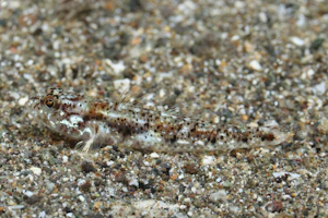 モンロユカタハゼ