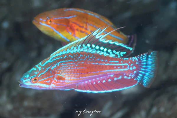 ラインスポットフラッシャーラス×トギアンフラッシャーラス