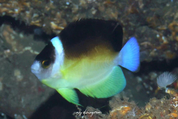 ユミヅキヤッコ