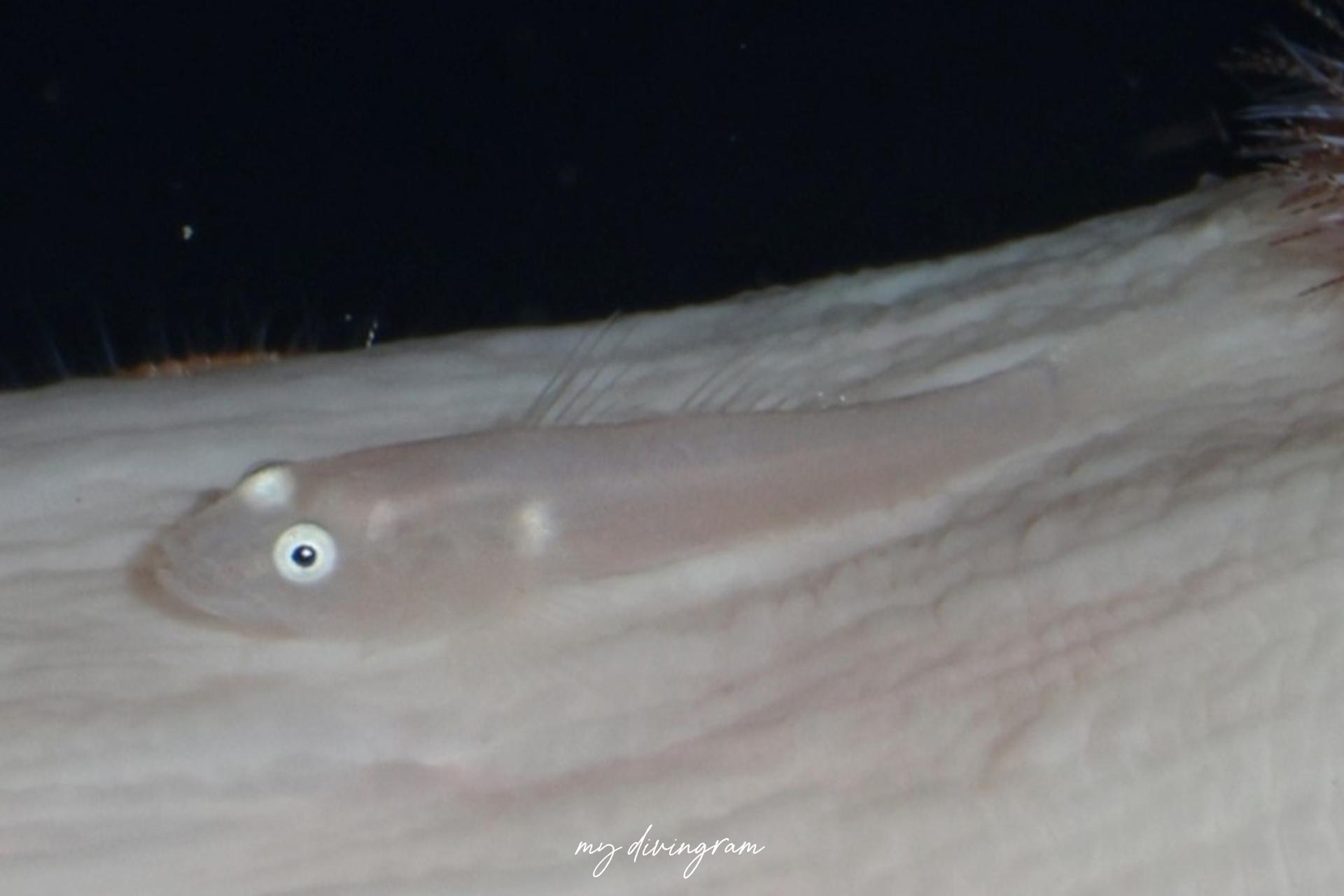 Lobulogobius属未同定種