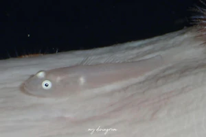 Lobulogobius属未同定種