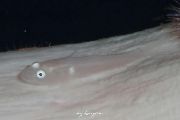 Lobulogobius属未同定種