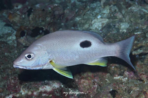 クロホシフエダイ