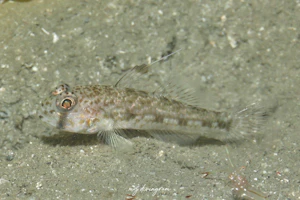 ウロコホオカギハゼ