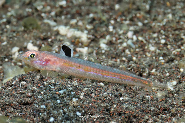 ホカケトラギス