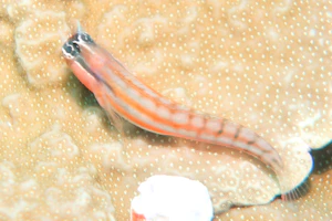 コミカルブレニー