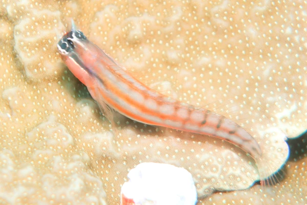 コミカルブレニー