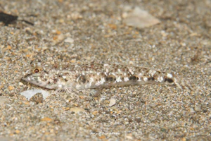 ミナミヒメハゼ