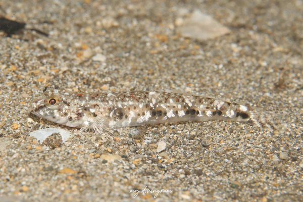 ミナミヒメハゼ