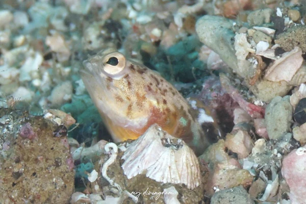 ホソミアゴアマダイ