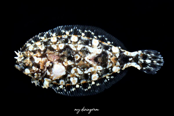 ホシゾラダルマガレイ