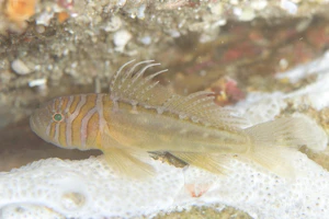 フトスジイレズミハゼ